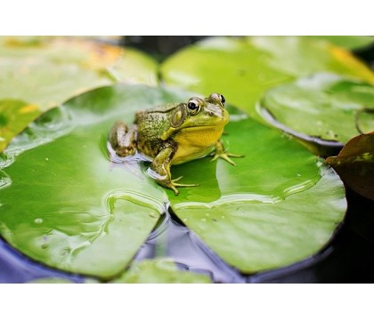 Výtvarné činnosti pro předškoláky a mladší školáky, aneb 3x žába Výtvarné činnosti pro předškoláky a mladší školáky, aneb 3x žába