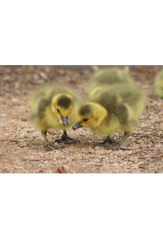 3 hry a aktivity na velikonoční téma 3 hry a aktivity na velikonoční téma