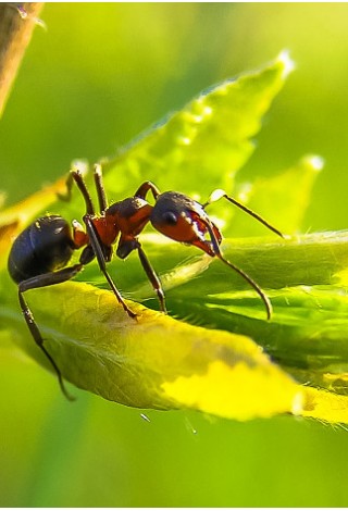 Mravenčí léto s předškoláky