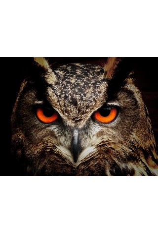 Učitel v roli diagnostika