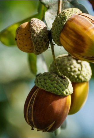 Hrátky s přírodninami 1